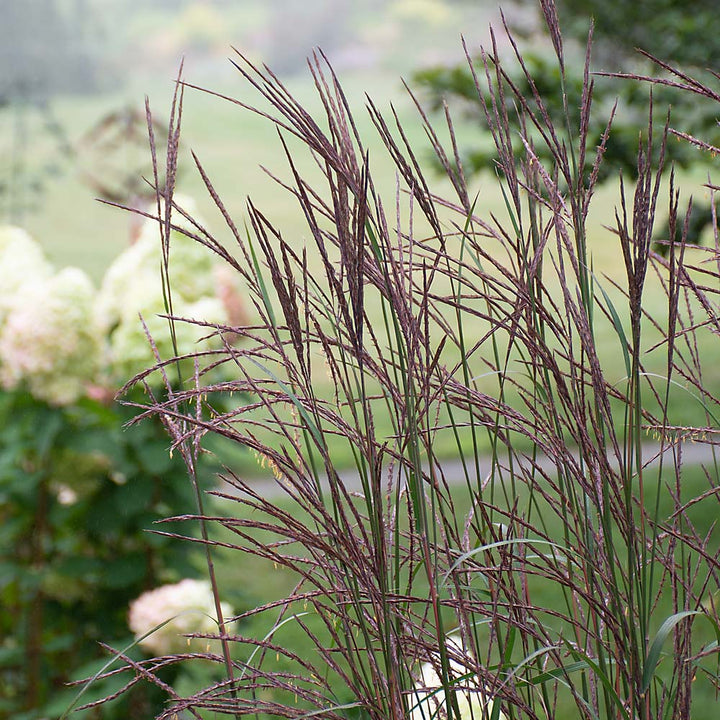Andropogon gerardii 'Blackhawks'