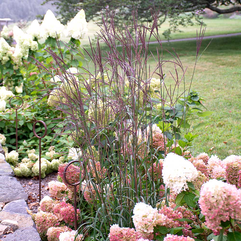 Andropogon gerardii 'Blackhawks'