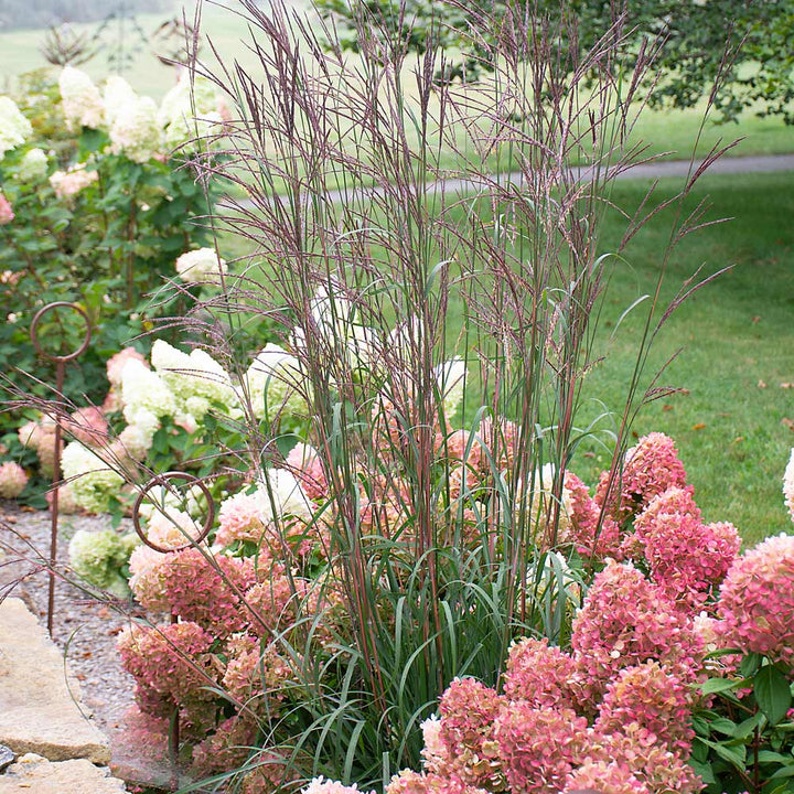Andropogon gerardii 'Blackhawks'