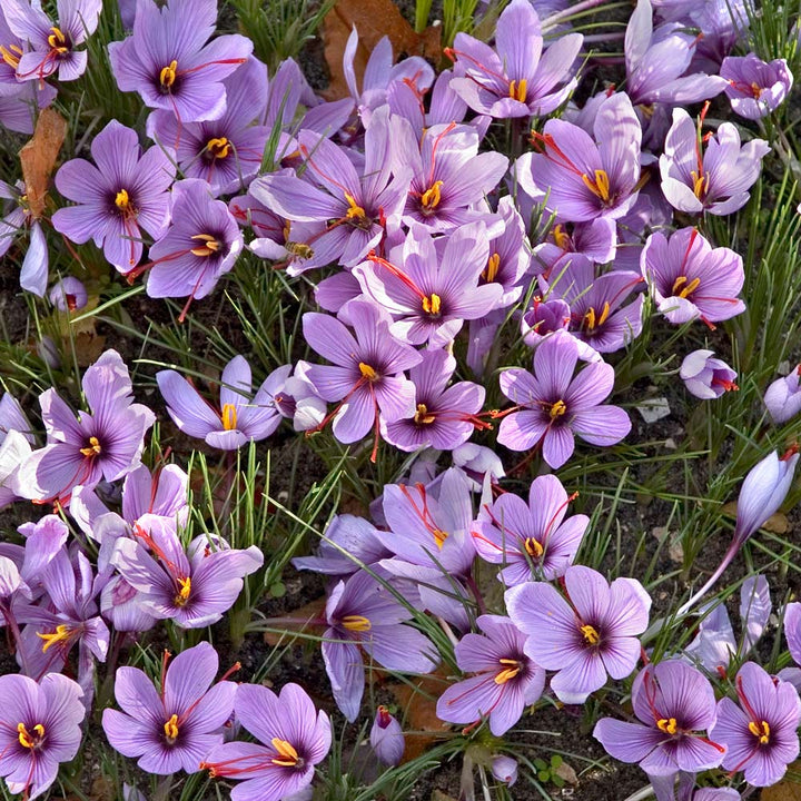 Crocus sativus