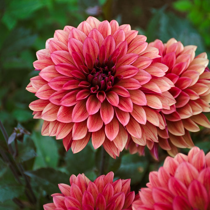Dahlia 'Danique'