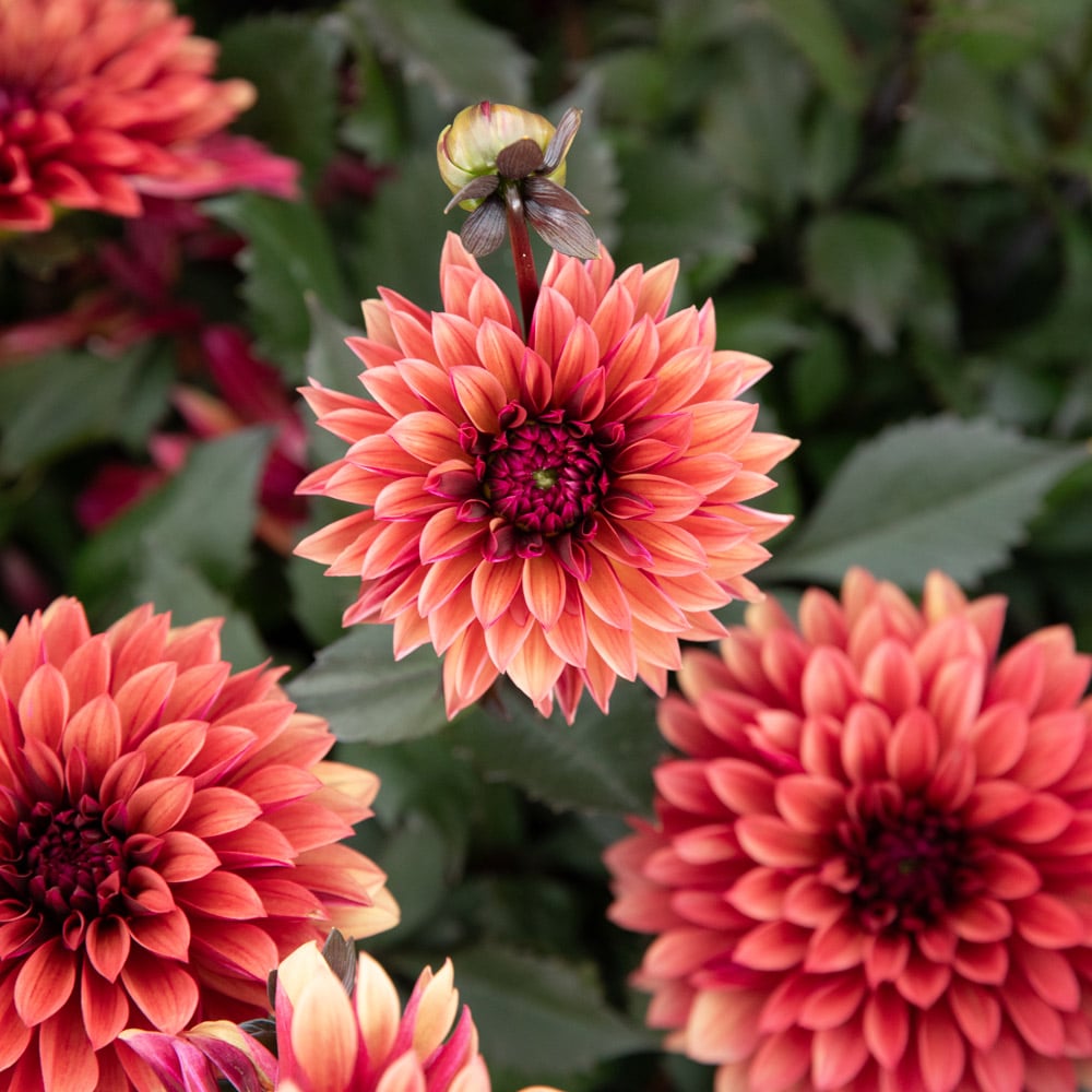 Dahlia 'Danique'