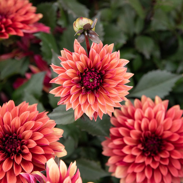 Dahlia 'Danique'