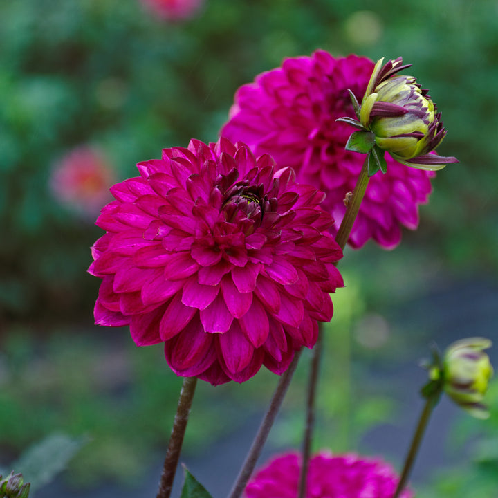 Dahlia 'Romantica'