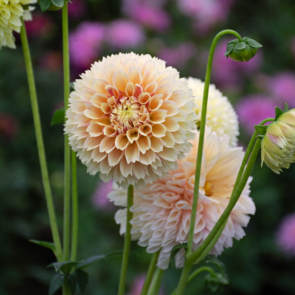 Dahlia 'Sweet Suzanne'
