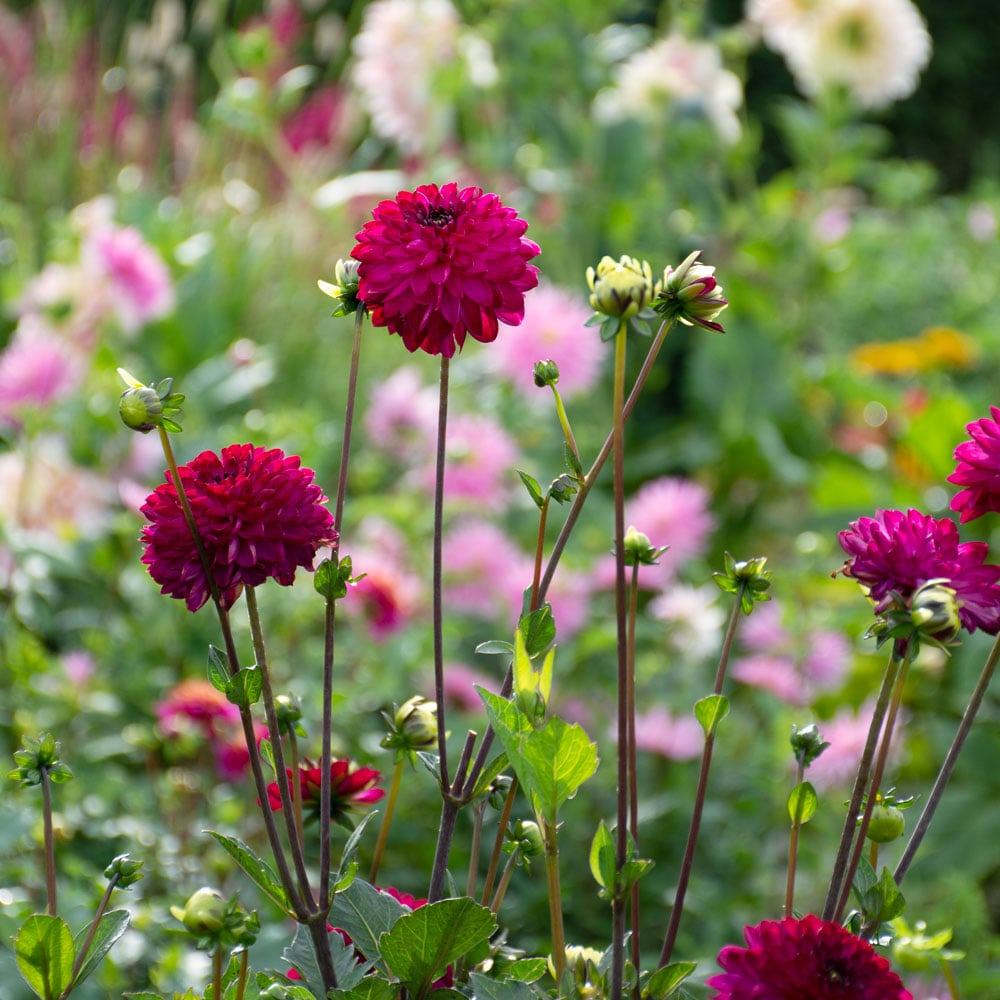 Dahlia 'Romantica'