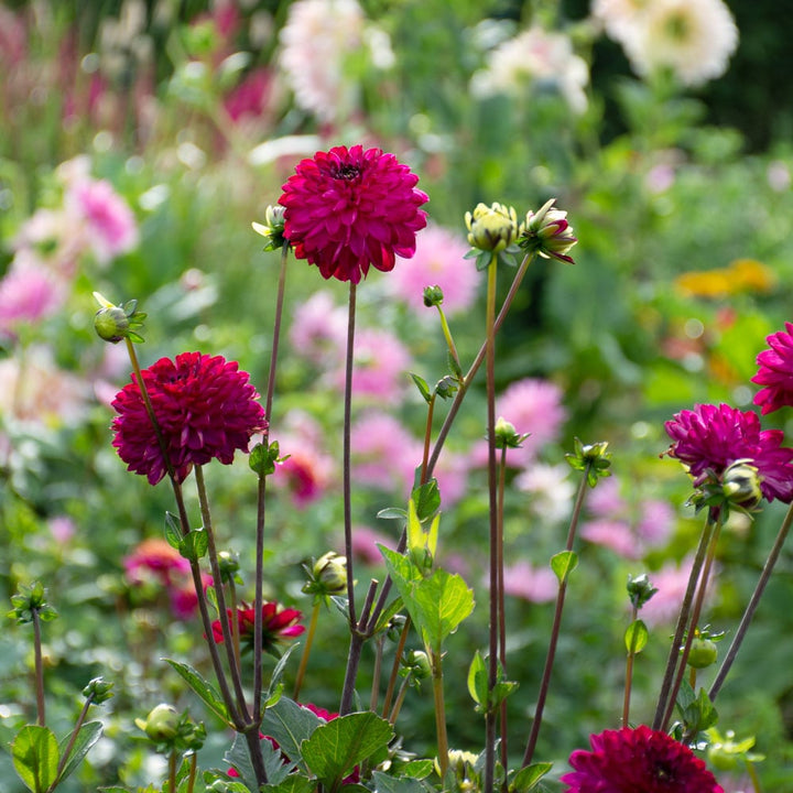 Dahlia 'Romantica'