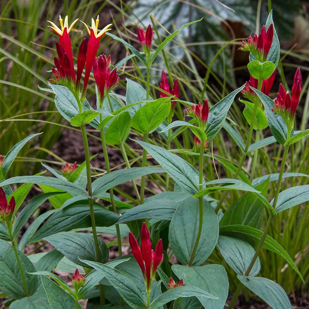 Spigelia marilandica 'Little Redhead'