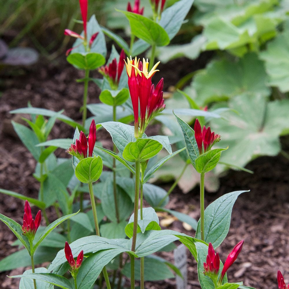Spigelia marilandica 'Little Redhead'