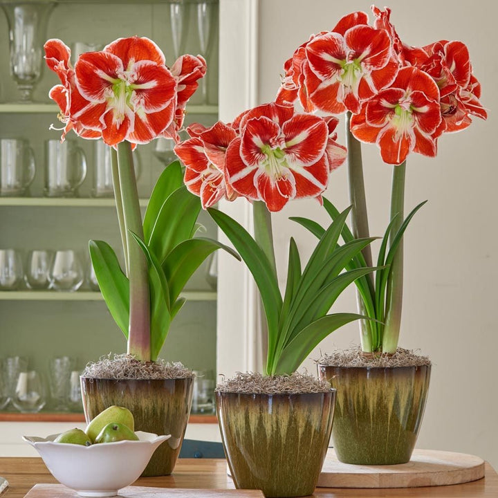 Bicolor Amaryllis in Resin Cachepots to 3 Different Addresses - Standard Shipping Included