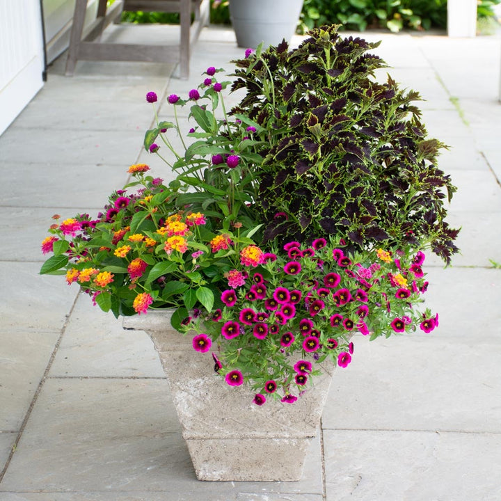 Lattice Square Pot