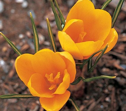 Crocus Species Mix