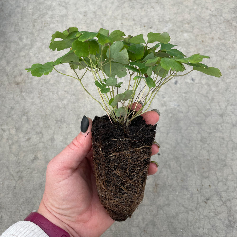 Aquilegia canadensis, tray of 32 plugs