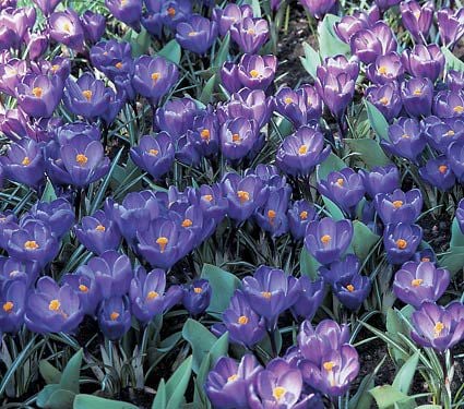 Farewell to Winter Crocus Mix