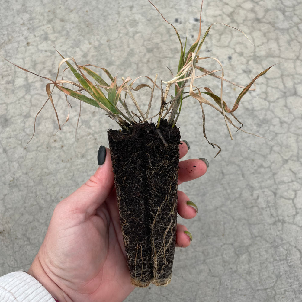 Eragrostis spectabilis, tray of 50 plugs
