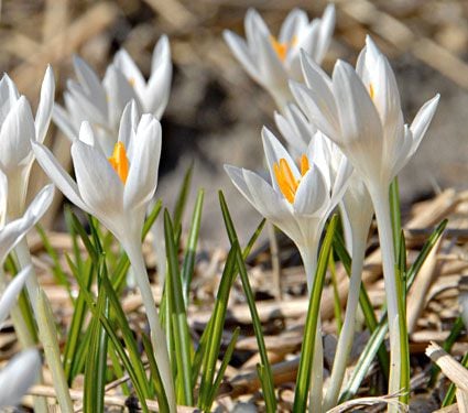 Crocus Species Mix