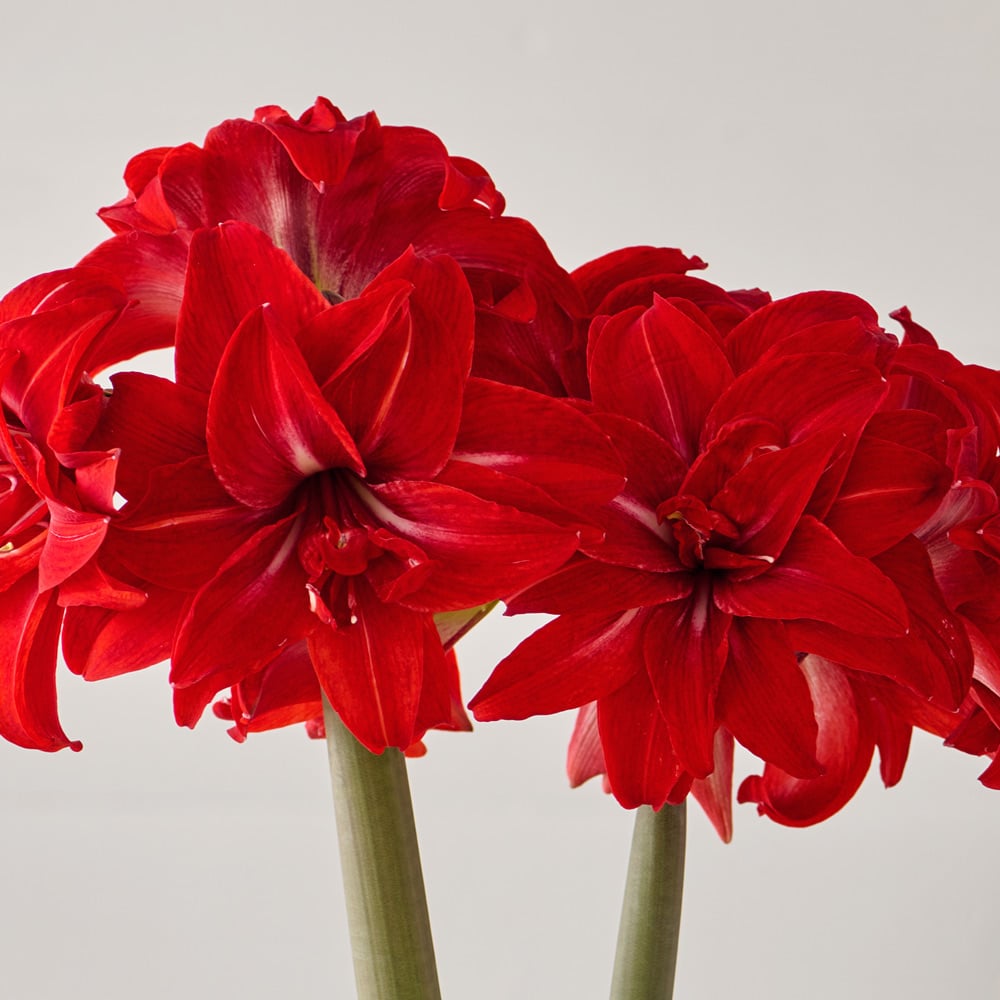 Amaryllis 'Double Delicious,' one bulb in nursery pot