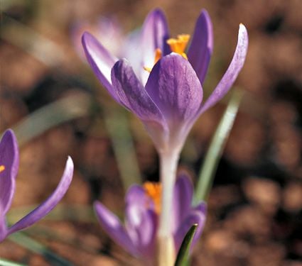 Crocus Species Mix