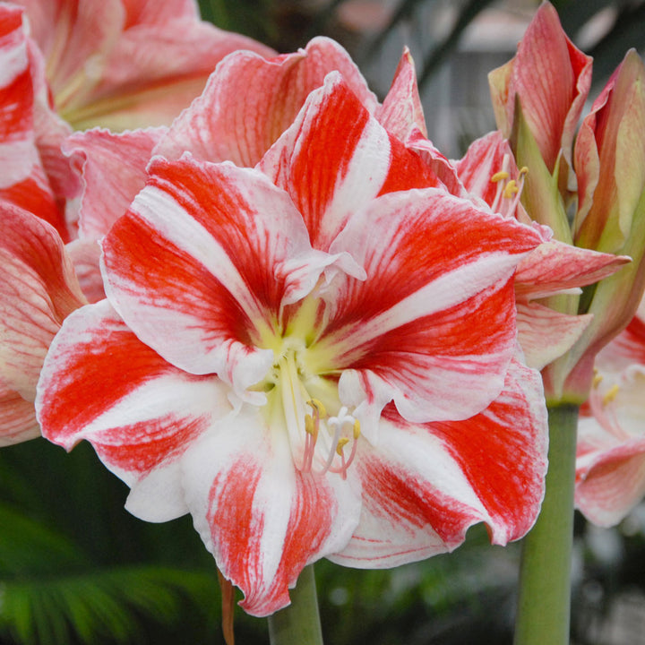 Amaryllis 'Clown,' one bulb in nursery pot