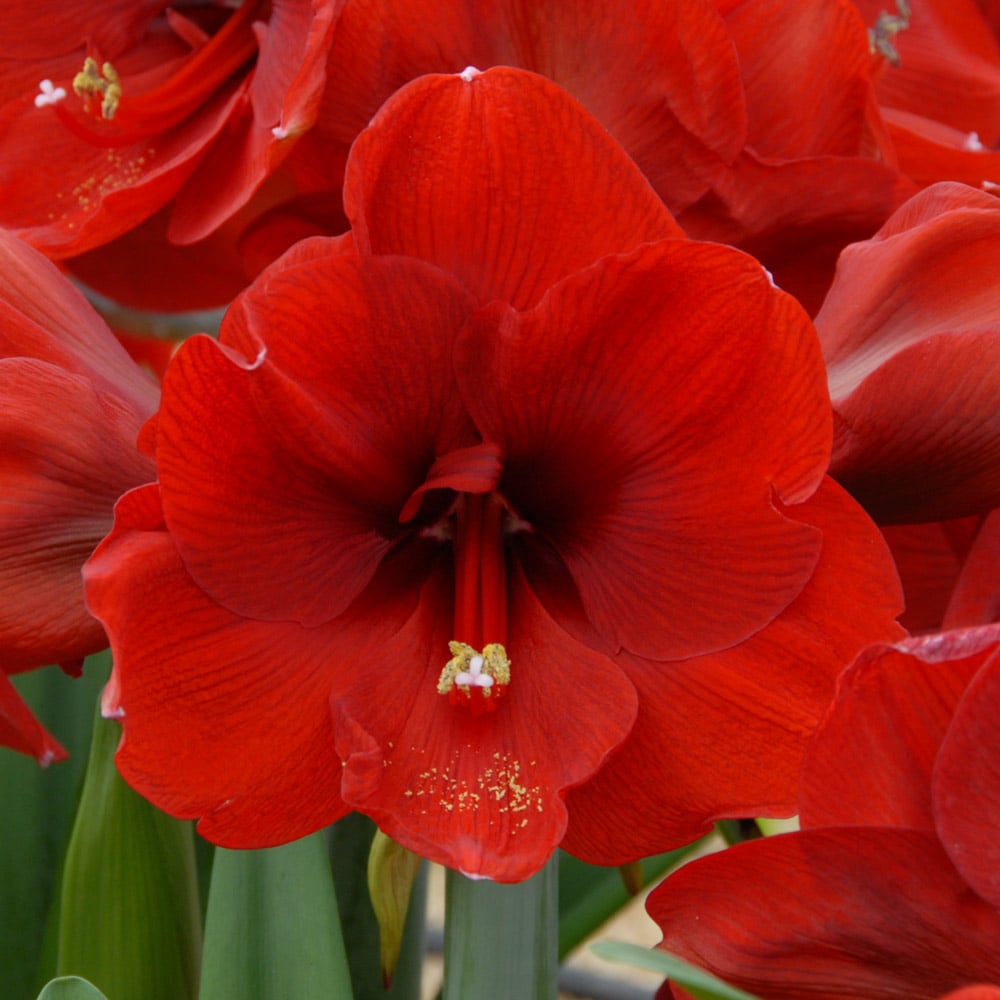 Amaryllis 'Ferrari,' one bulb in nursery pot