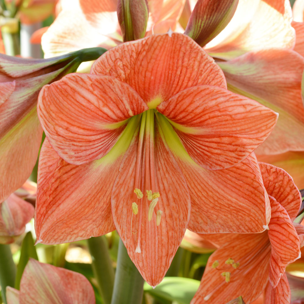 Amaryllis 'Terra Cotta Star' & Fern Dish Garden Kit