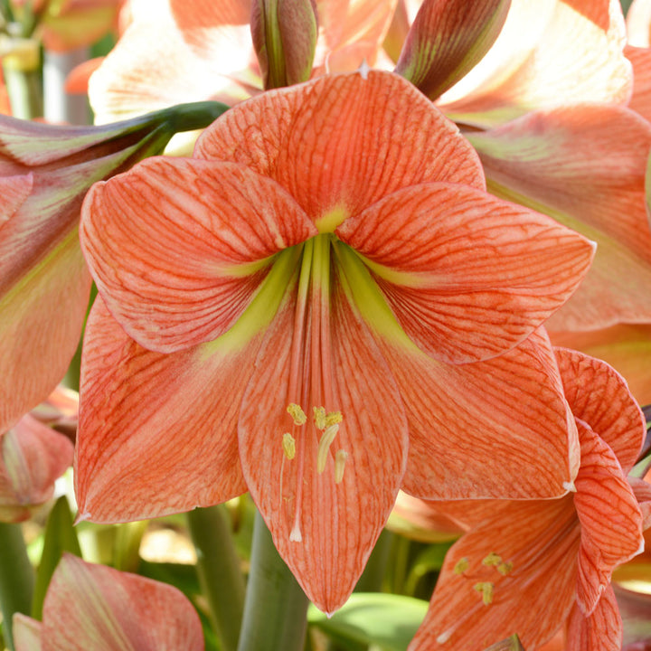 Amaryllis 'Terra Cotta Star' & Fern Dish Garden Kit
