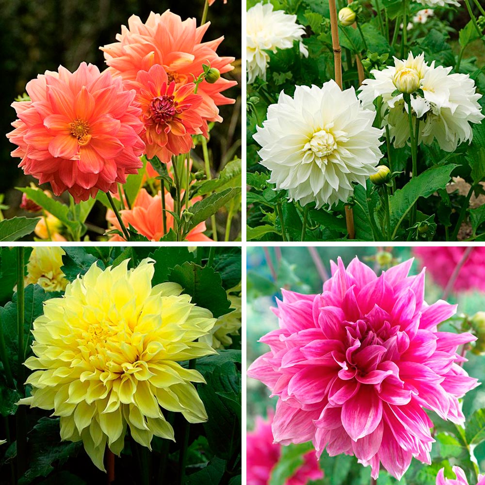 Dinnerplate Dahlia Coll 4 Tubers