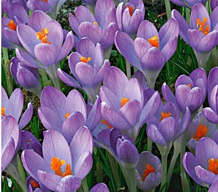 Crocus Species Mix