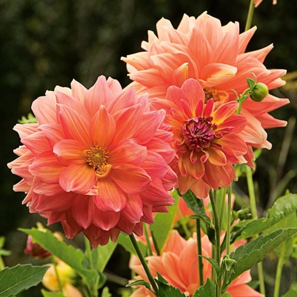 Dinnerplate Dahlia Coll 4 Tubers