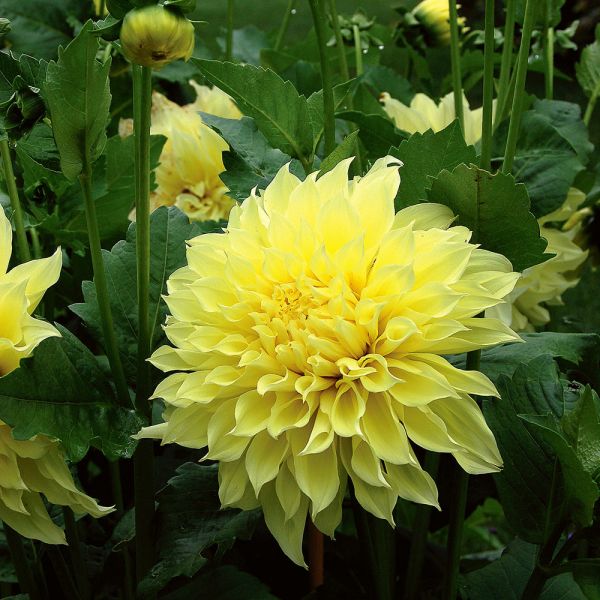 Dinnerplate Dahlia Coll 4 Tubers
