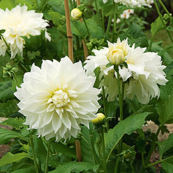 Dinnerplate Dahlia Coll 4 Tubers