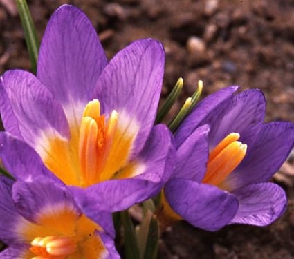 Crocus Species Mix