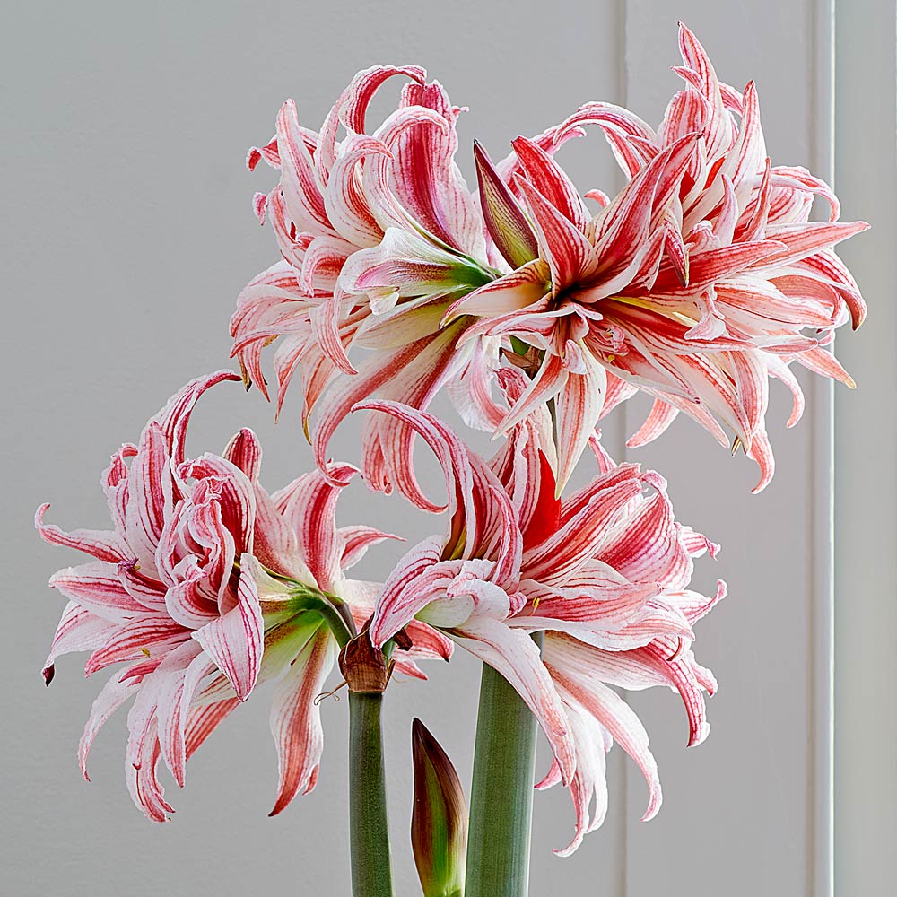 Amaryllis 'Doublet,' one bulb in nursery pot