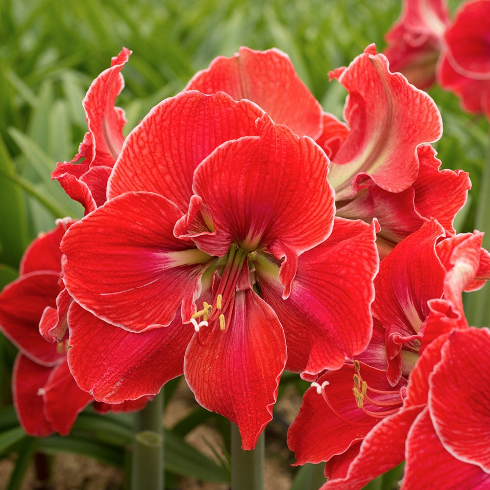 Amaryllis 'Magical Touch,' one bulb in nursery pot