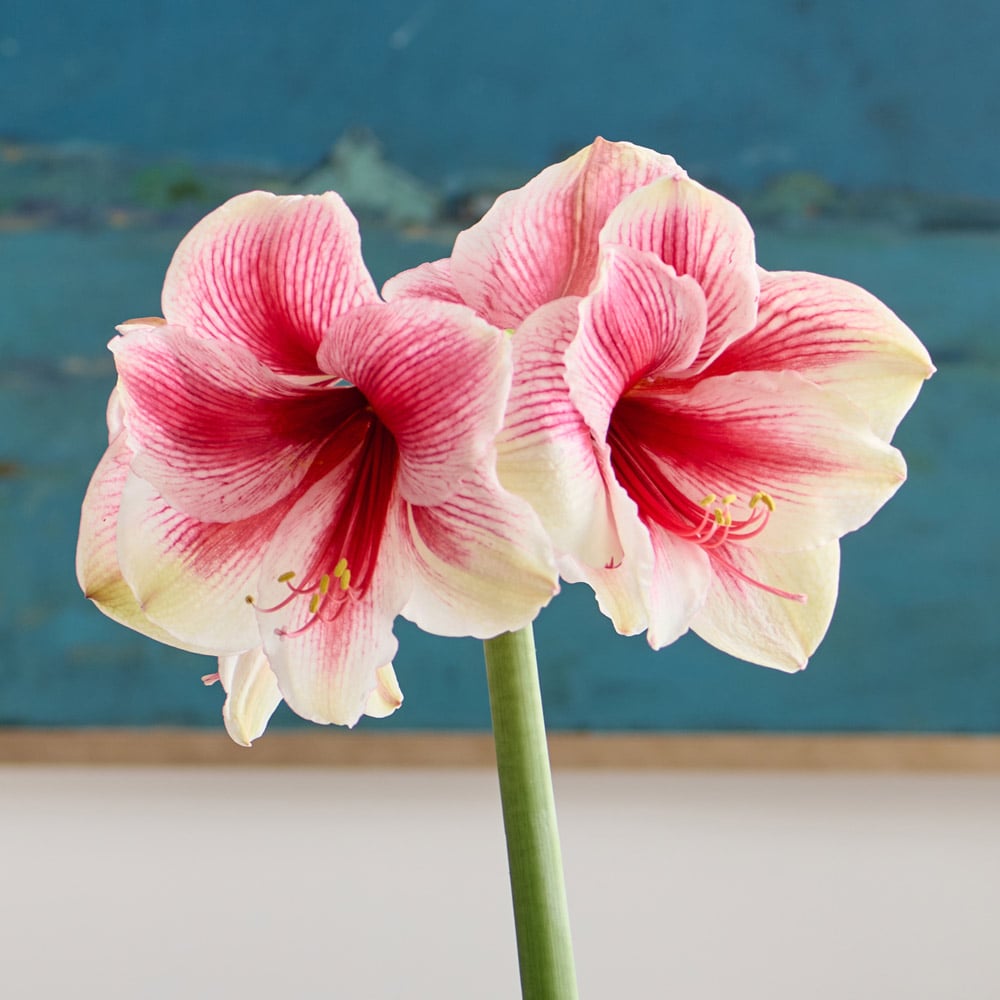 Amaryllis 'Pink Beauty,' one bulb in nursery pot