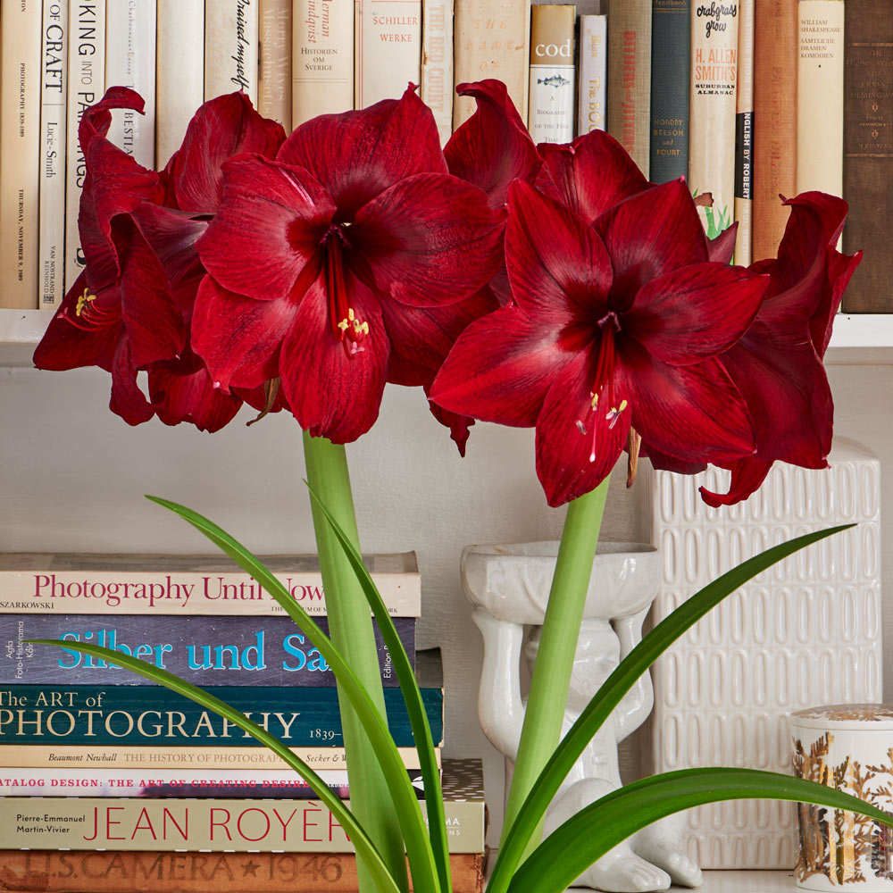 Amaryllis 'Red Pearl,' one bulb in nursery pot