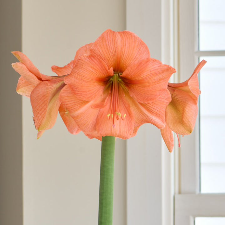 Amaryllis 'Rilona,' one bulb in nursery pot