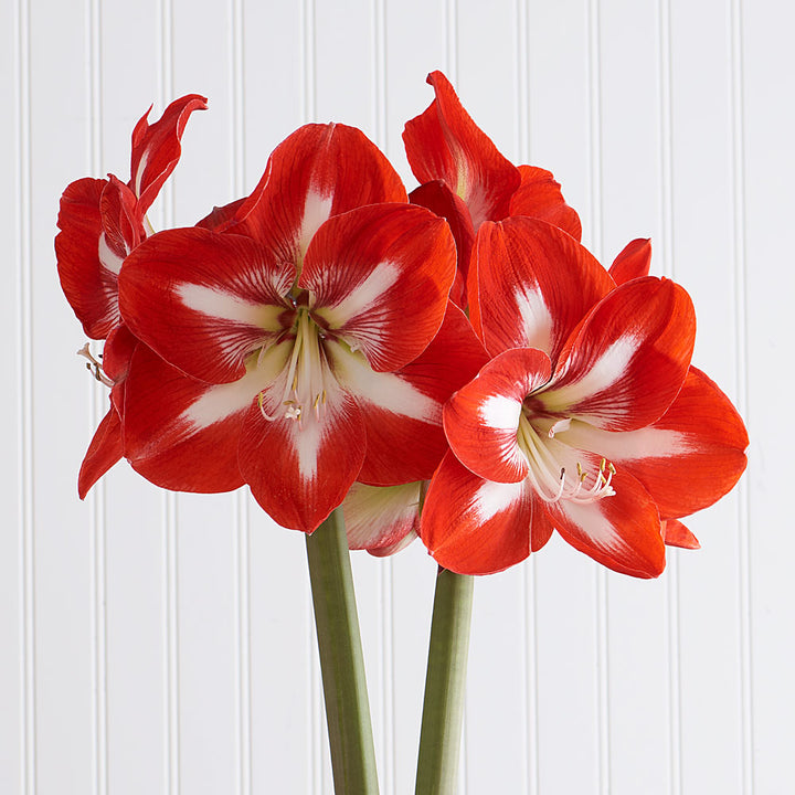 Amaryllis 'Stargazer,' one bulb in nursery pot