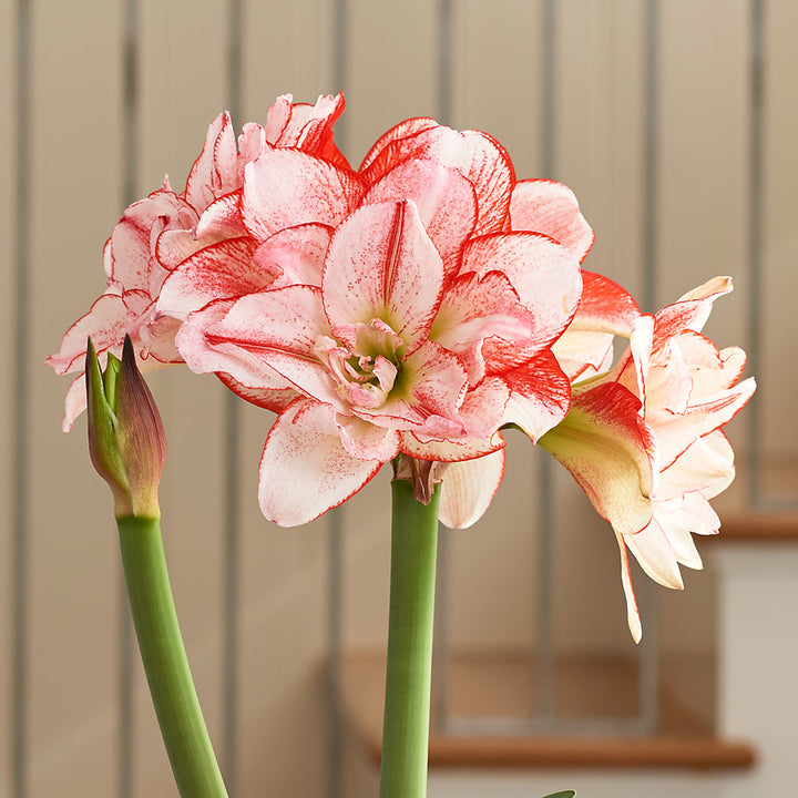 Amaryllis 'Striped Amadeus,' one bulb in nursery pot