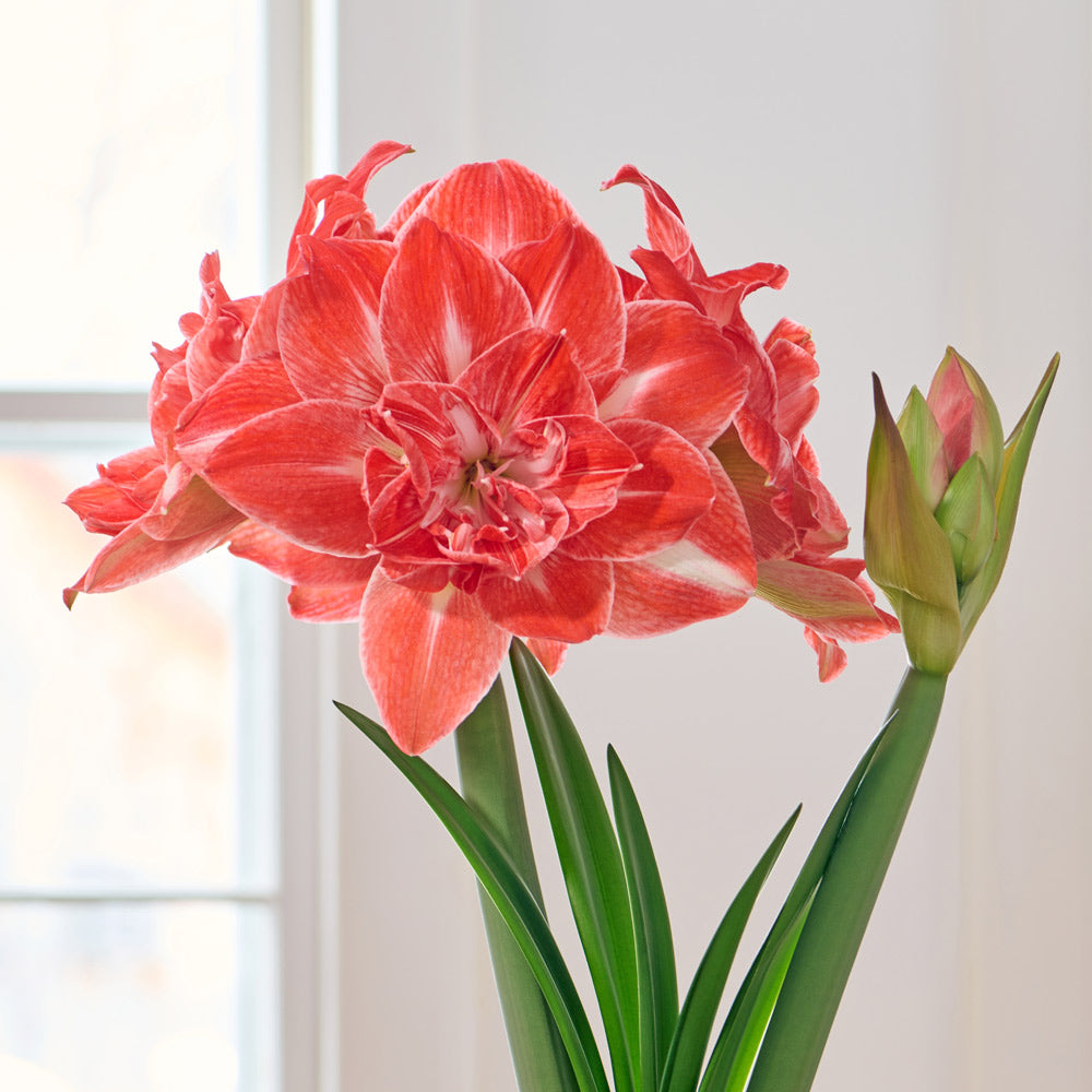 Amaryllis 'Sunshine Nymph' & Pothos Dish Garden Kit