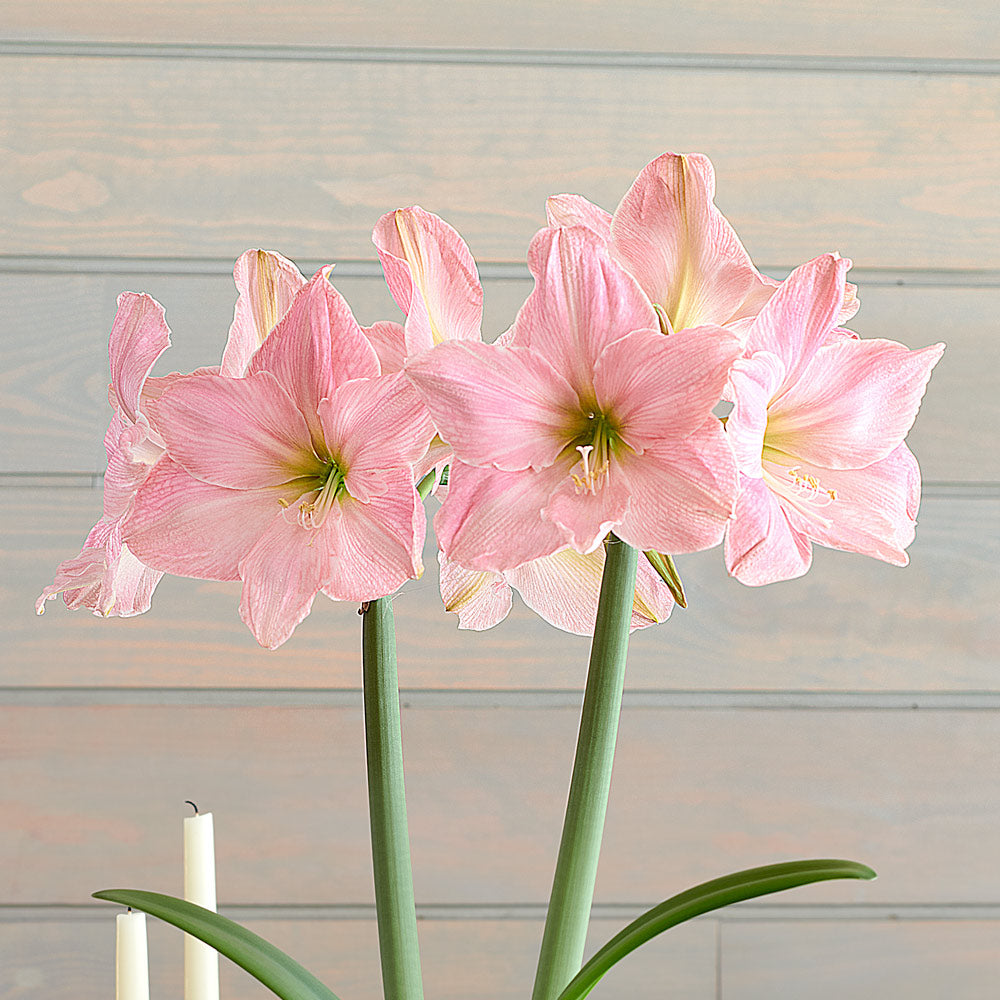 Amaryllis 'Sweet Star,' one bulb with Delft Blue Floral Pedestal Cachepot Kit