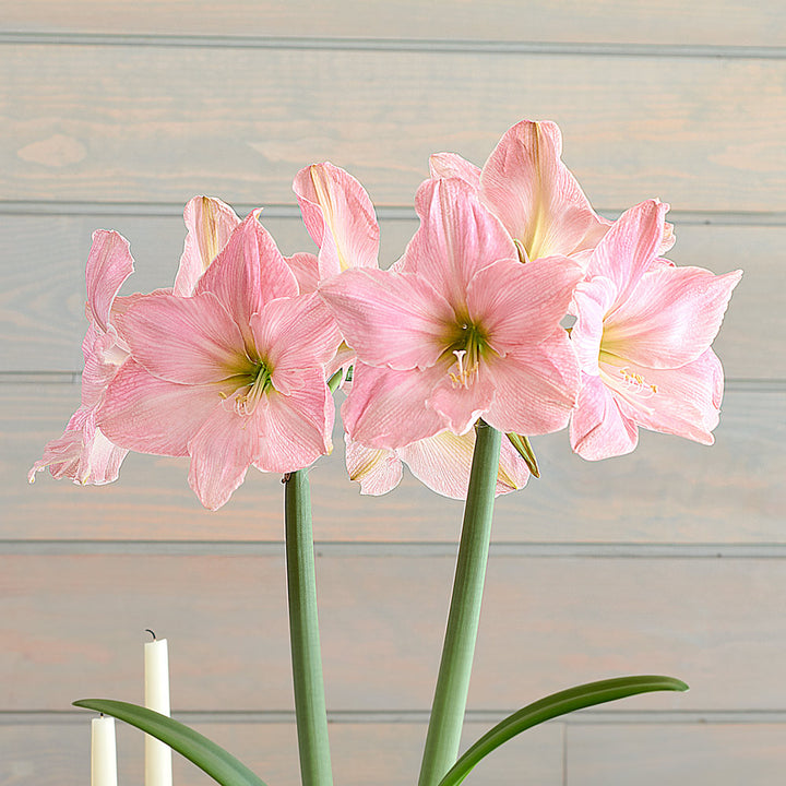 Amaryllis 'Sweet Star,' one bulb with Delft Blue Floral Pedestal Cachepot Kit