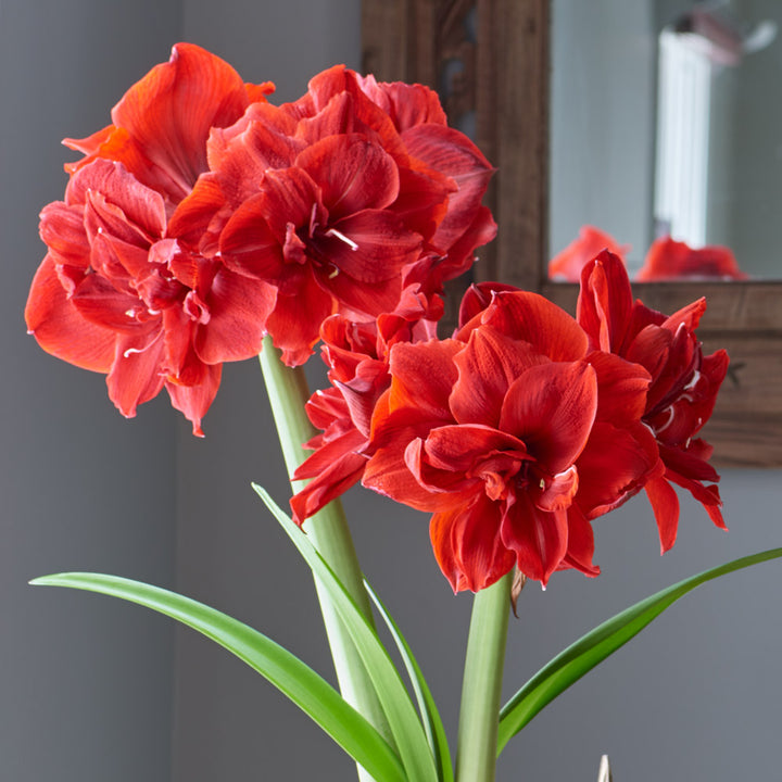 Amaryllis 'Red Toro,' one bulb in nursery pot