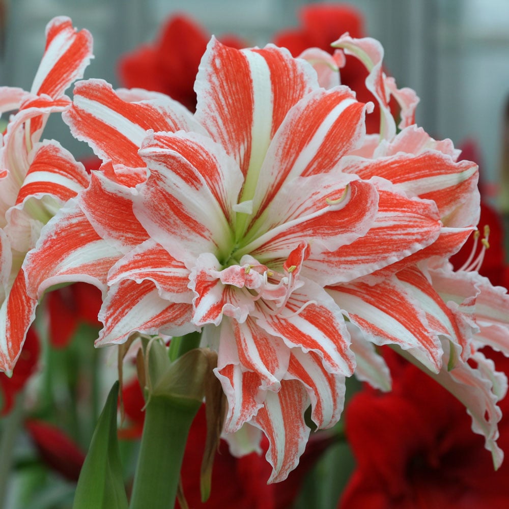 Amaryllis 'Dancing Queen,' one bulb in nursery pot