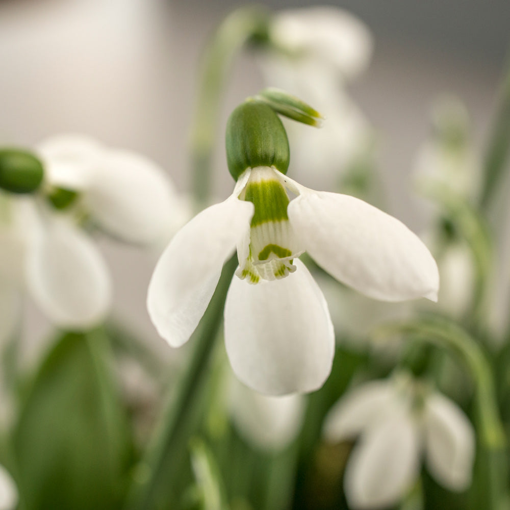 Galanthus elwesii 'Polar Bear'