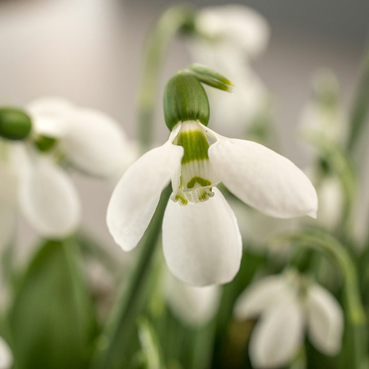 Galanthus elwesii 'Polar Bear'
