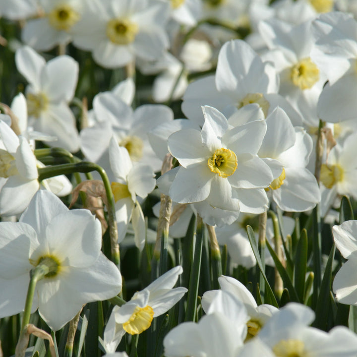 Narcissus 'Eleanor Auchincloss'