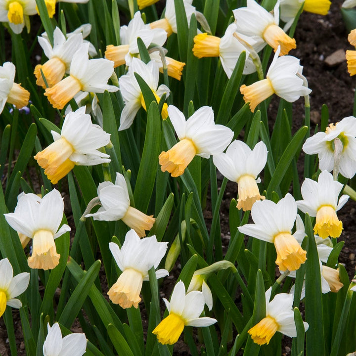 Narcissus 'Winter Waltz'