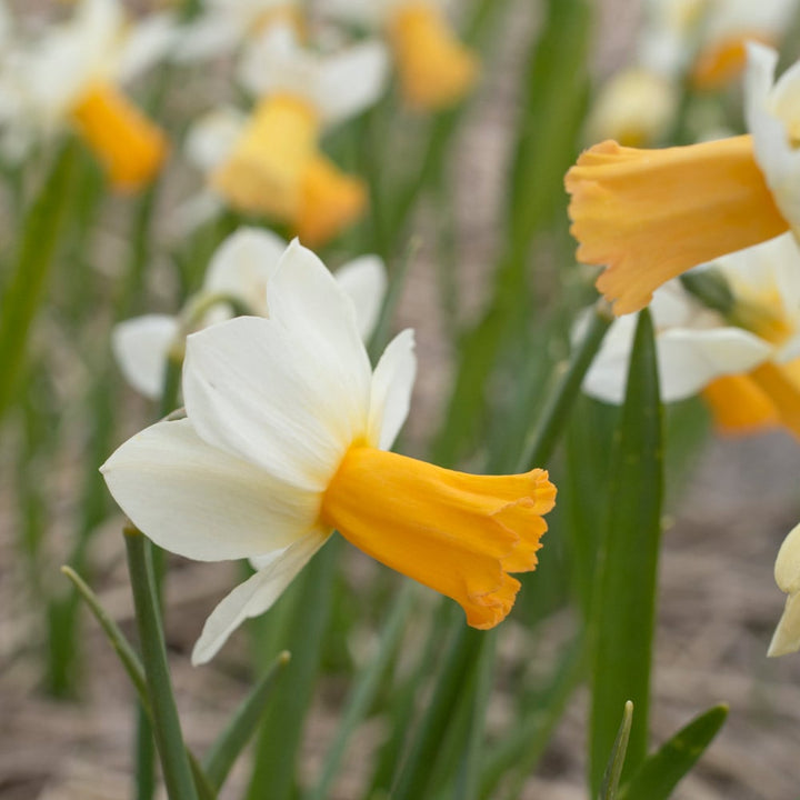 Narcissus 'Winter Waltz'