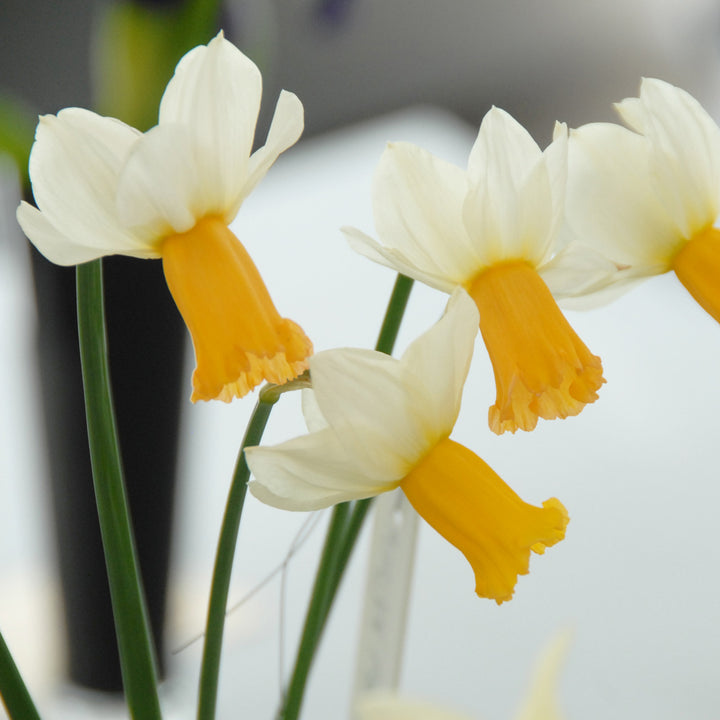 Narcissus 'Winter Waltz'